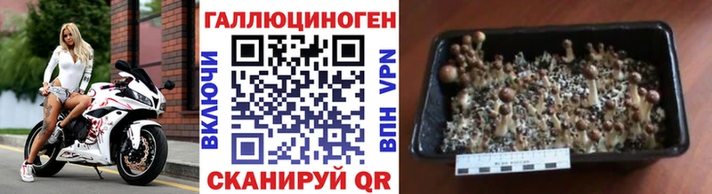 Галлюциногенные грибы MAGIC MUSHROOMS  Купить закладки  Электрогорск 